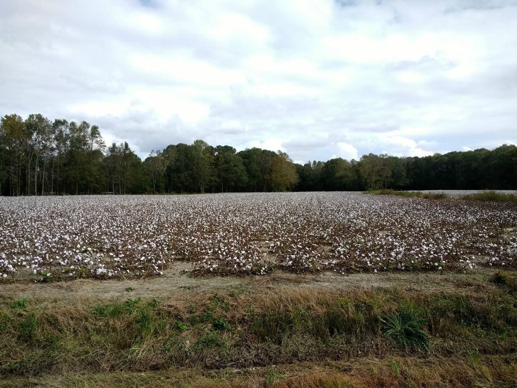 The land of cotton